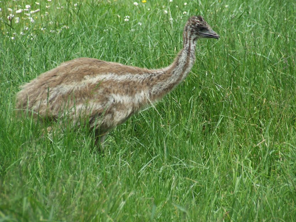 Runciman Berries&Emus B&B Ramarama Exterior foto