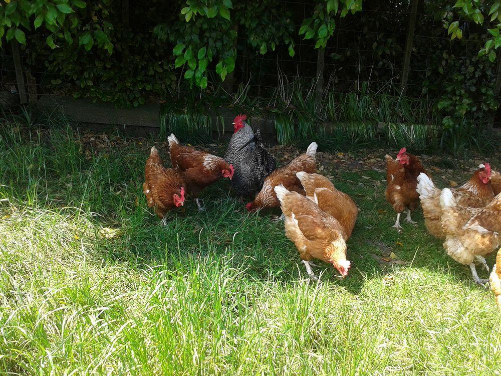 Runciman Berries&Emus B&B Ramarama Exterior foto