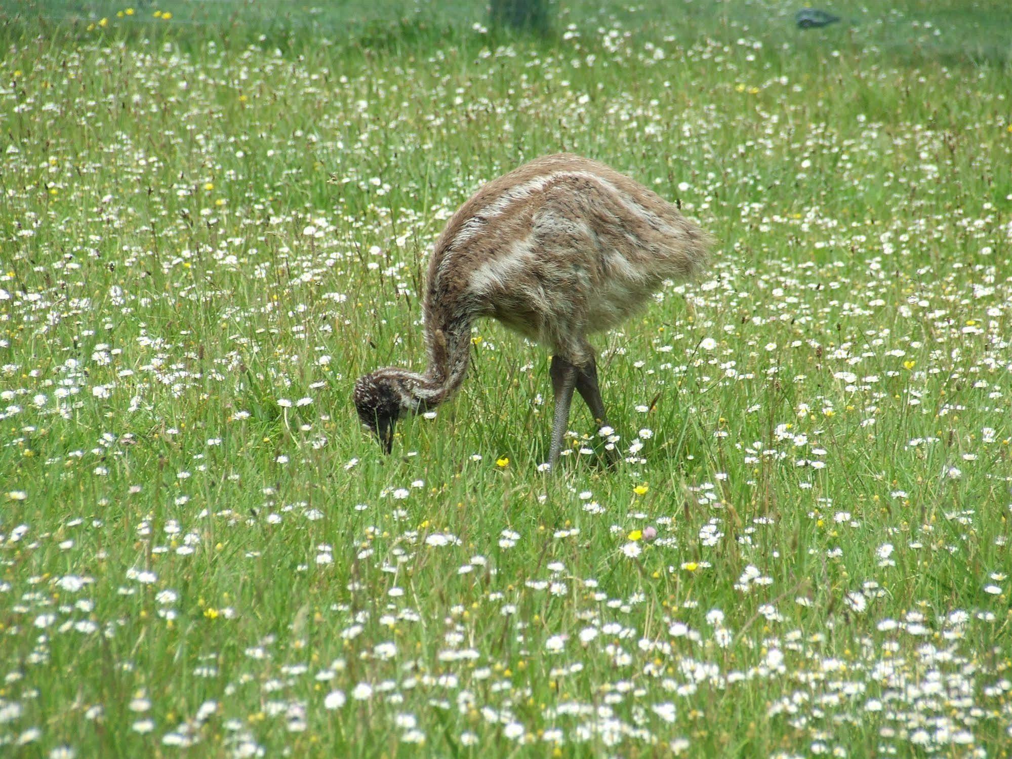 Runciman Berries&Emus B&B Ramarama Exterior foto